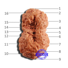 Load image into Gallery viewer, 16 Mukhi Rudraksha from Indonesia - Bead No 246
