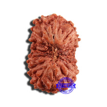 Load image into Gallery viewer, 16 Mukhi Rudraksha from Indonesia - Bead No 248
