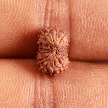 Load image into Gallery viewer, 16 Mukhi Rudraksha from Indonesia - Bead No 248
