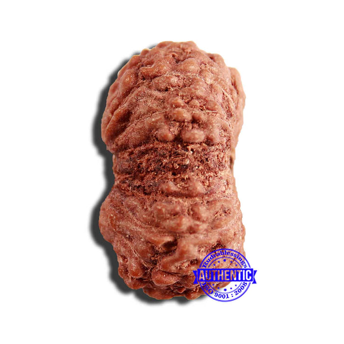 16 Mukhi Rudraksha from Indonesia - Bead No 248