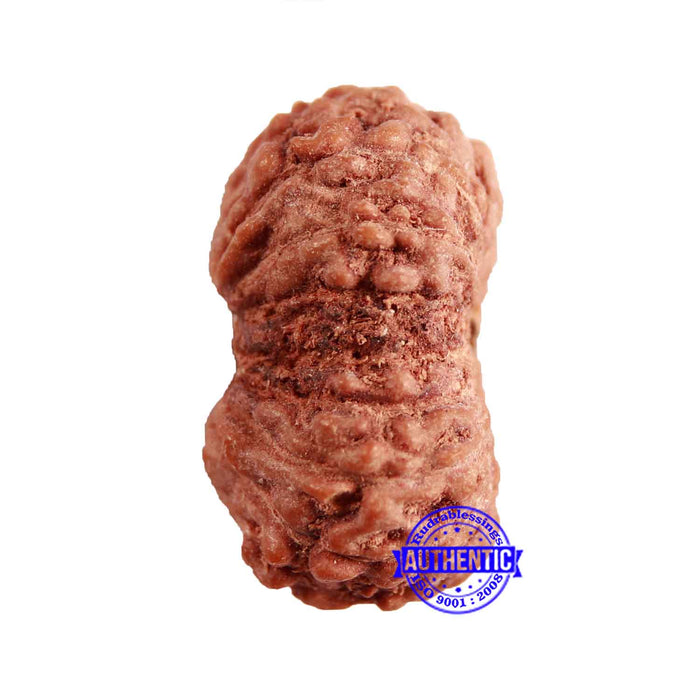 16 Mukhi Rudraksha from Indonesia - Bead No 248