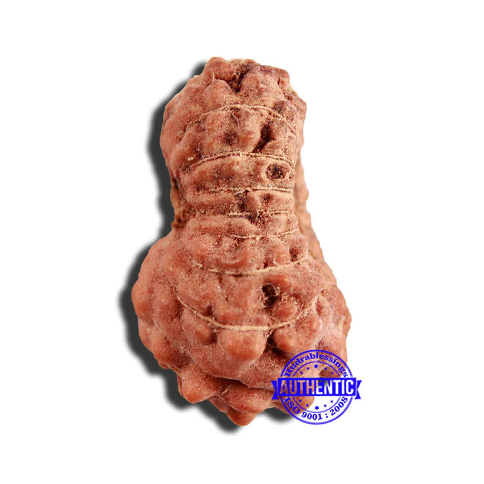 16 Mukhi Rudraksha from Indonesia - Bead No 249