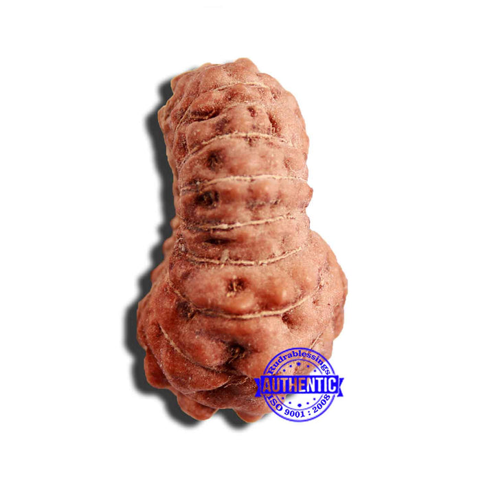 16 Mukhi Rudraksha from Indonesia - Bead No 249