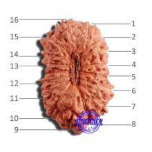 Load image into Gallery viewer, 16 Mukhi Rudraksha from Indonesia - Bead No 251
