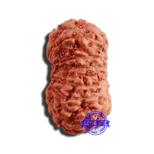 Load image into Gallery viewer, 16 Mukhi Rudraksha from Indonesia - Bead No 251
