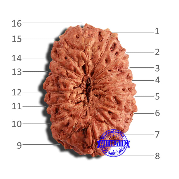 16 Mukhi Rudraksha from Indonesia - Bead No 252