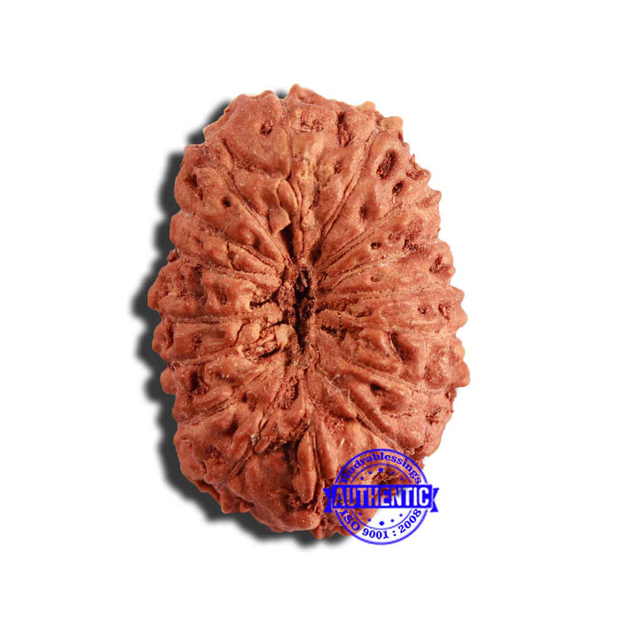 16 Mukhi Rudraksha from Indonesia - Bead No 252