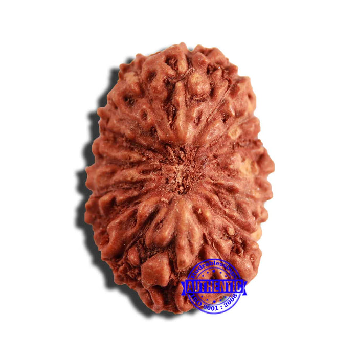 16 Mukhi Rudraksha from Indonesia - Bead No 252