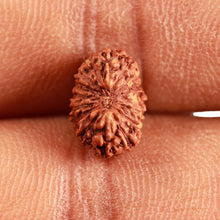 Load image into Gallery viewer, 16 Mukhi Rudraksha from Indonesia - Bead No 252
