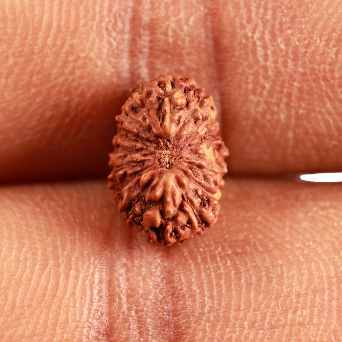 16 Mukhi Rudraksha from Indonesia - Bead No 252