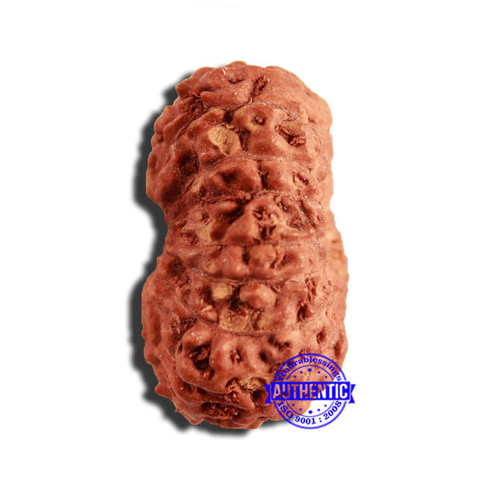 16 Mukhi Rudraksha from Indonesia - Bead No 252
