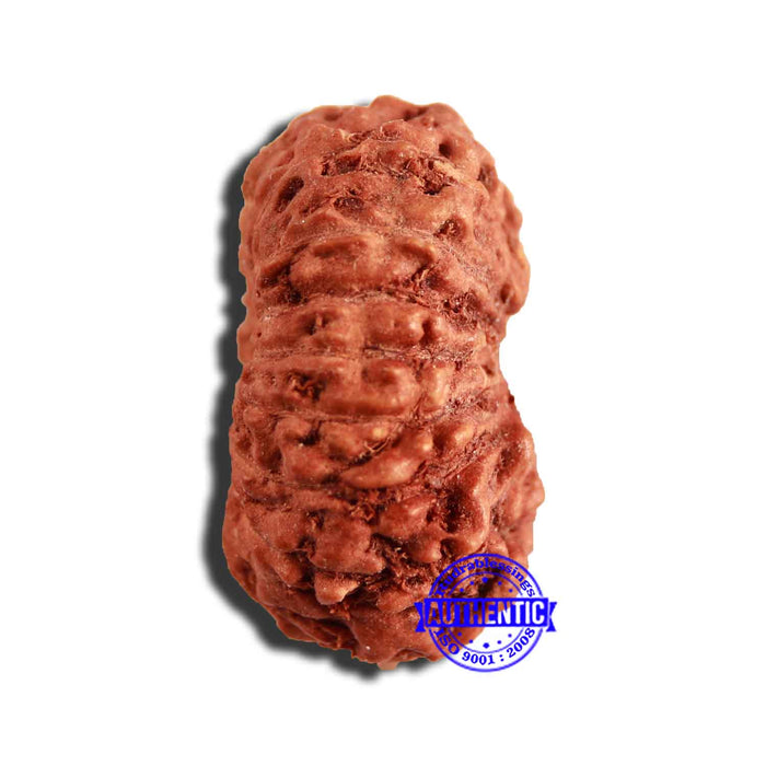 16 Mukhi Rudraksha from Indonesia - Bead No 252