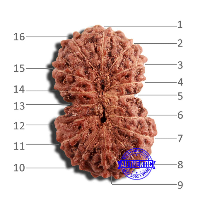 16 Mukhi Rudraksha from Indonesia - Bead No 253