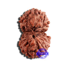 Load image into Gallery viewer, 16 Mukhi Rudraksha from Indonesia - Bead No 253
