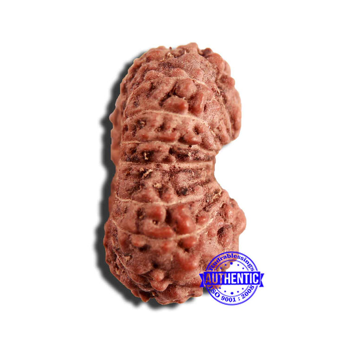 16 Mukhi Rudraksha from Indonesia - Bead No 253