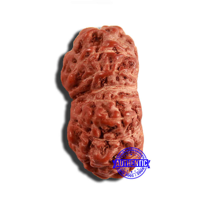 16 Mukhi Rudraksha from Indonesia - Bead No 254