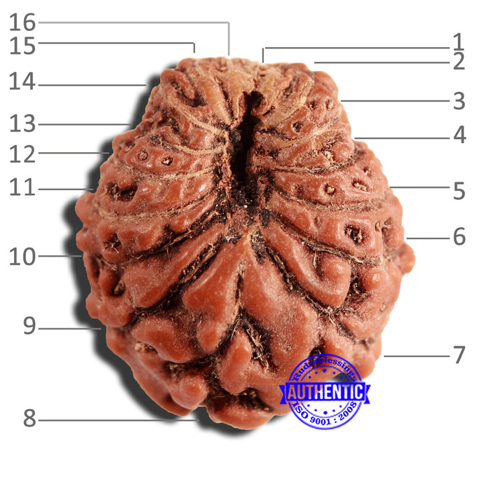 16 Mukhi Rudraksha from Indonesia - Bead No 264