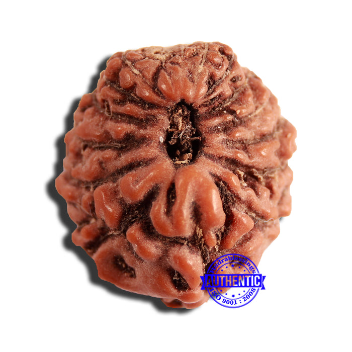 16 Mukhi Rudraksha from Indonesia - Bead No 264