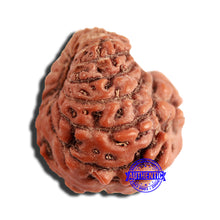 Load image into Gallery viewer, 16 Mukhi Rudraksha from Indonesia - Bead No 264
