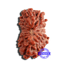 Load image into Gallery viewer, 16 Mukhi Rudraksha from Indonesia - Bead No 265
