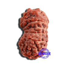 Load image into Gallery viewer, 16 Mukhi Rudraksha from Indonesia - Bead No 265
