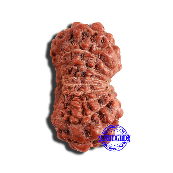 16 Mukhi Rudraksha from Indonesia - Bead No 265