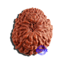Load image into Gallery viewer, 16 Mukhi Rudraksha from Indonesia - Bead No 266
