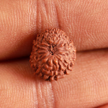 Load image into Gallery viewer, 16 Mukhi Rudraksha from Indonesia - Bead No 266
