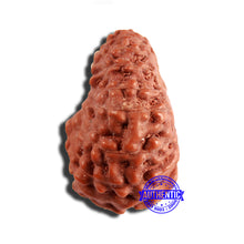 Load image into Gallery viewer, 16 Mukhi Rudraksha from Indonesia - Bead No 266
