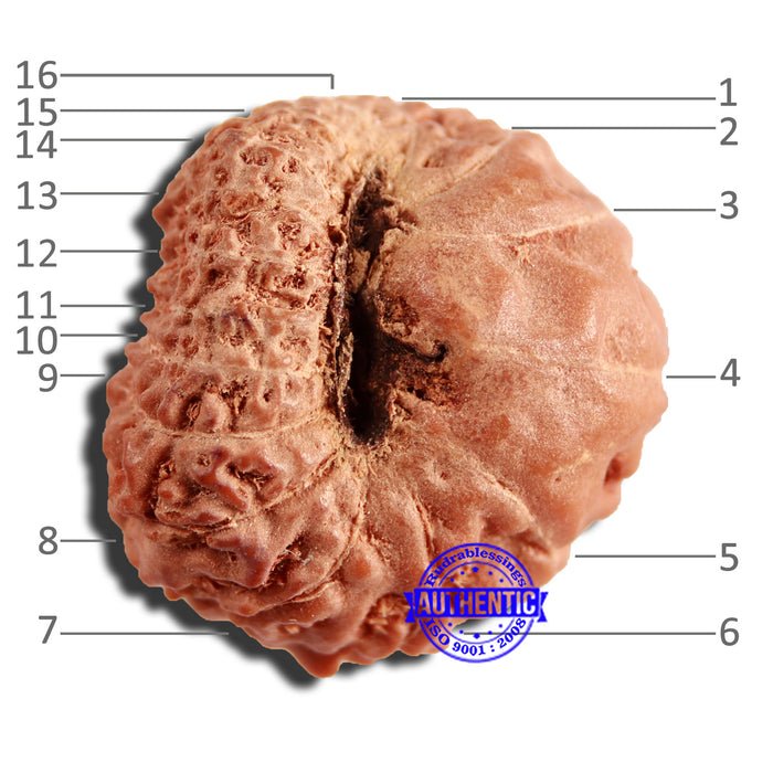 16 Mukhi Rudraksha from Indonesia - Bead No 267