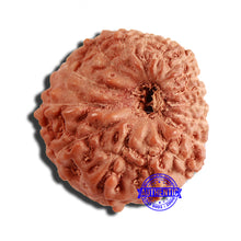 Load image into Gallery viewer, 16 Mukhi Rudraksha from Indonesia - Bead No 267
