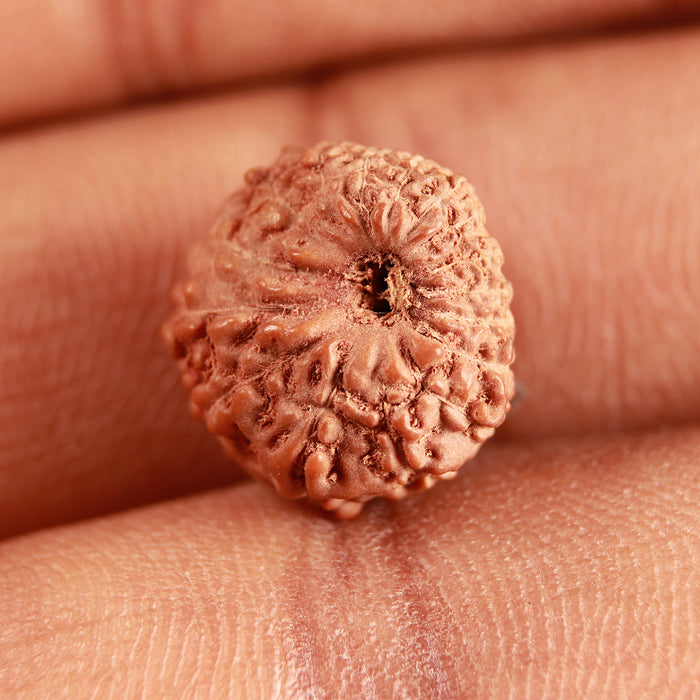 16 Mukhi Rudraksha from Indonesia - Bead No 267