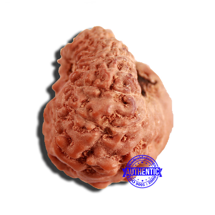 16 Mukhi Rudraksha from Indonesia - Bead No 267