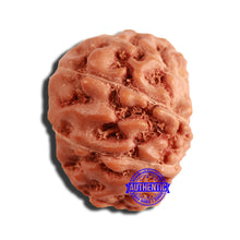Load image into Gallery viewer, 16 Mukhi Rudraksha from Indonesia - Bead No 267
