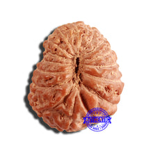 Load image into Gallery viewer, 16 Mukhi Rudraksha from Indonesia - Bead No 268
