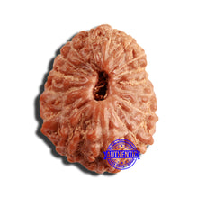 Load image into Gallery viewer, 16 Mukhi Rudraksha from Indonesia - Bead No 268
