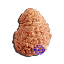 Load image into Gallery viewer, 16 Mukhi Rudraksha from Indonesia - Bead No 268

