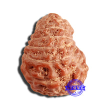 Load image into Gallery viewer, 16 Mukhi Rudraksha from Indonesia - Bead No 268
