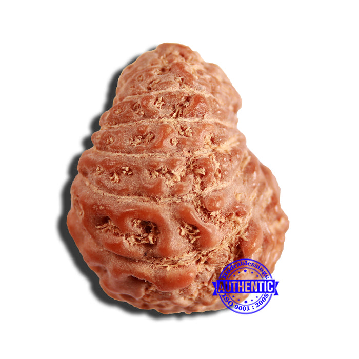 16 Mukhi Rudraksha from Indonesia - Bead No 268