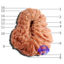 Load image into Gallery viewer, 16 Mukhi Rudraksha from Indonesia - Bead No 269
