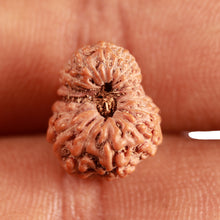 Load image into Gallery viewer, 16 Mukhi Rudraksha from Indonesia - Bead No 269
