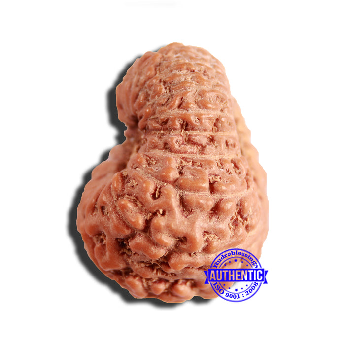 16 Mukhi Rudraksha from Indonesia - Bead No 269