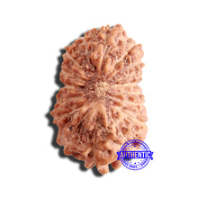 Load image into Gallery viewer, 16 Mukhi Rudraksha from Indonesia - Bead No 270

