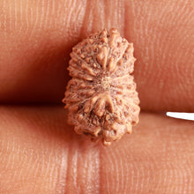Load image into Gallery viewer, 16 Mukhi Rudraksha from Indonesia - Bead No 270

