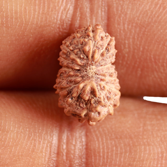 16 Mukhi Rudraksha from Indonesia - Bead No 270