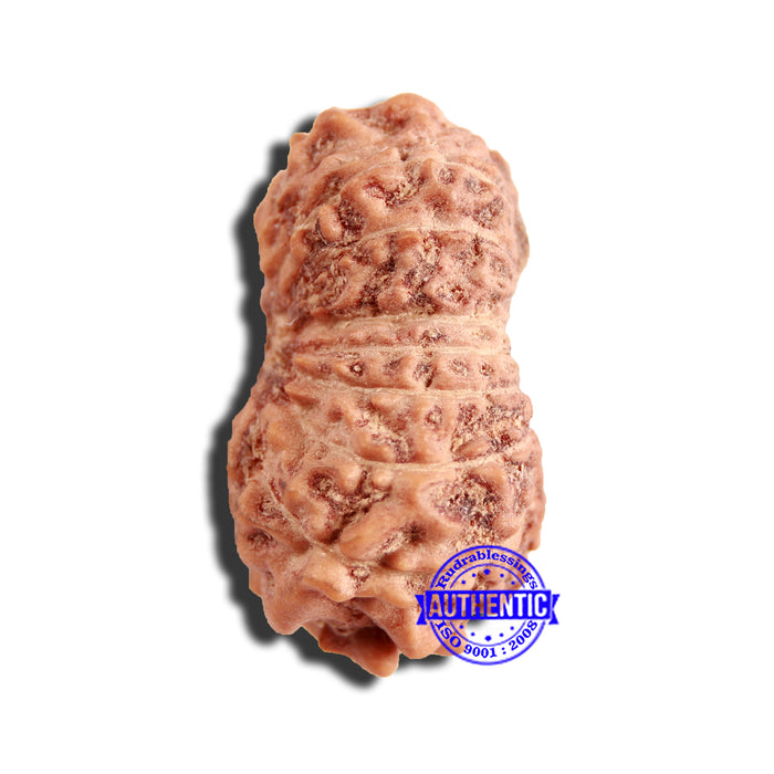 16 Mukhi Rudraksha from Indonesia - Bead No 270