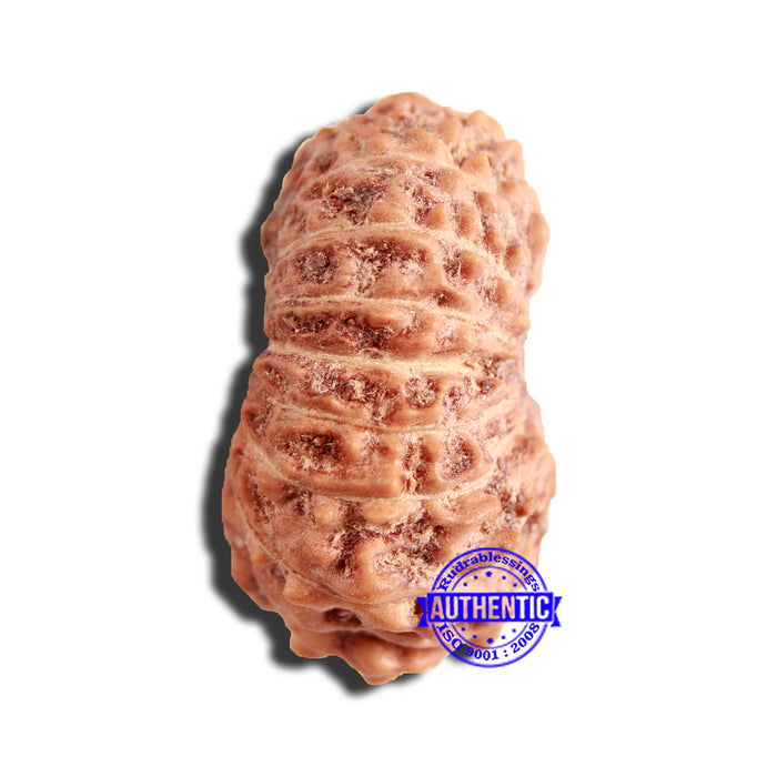 16 Mukhi Rudraksha from Indonesia - Bead No 270