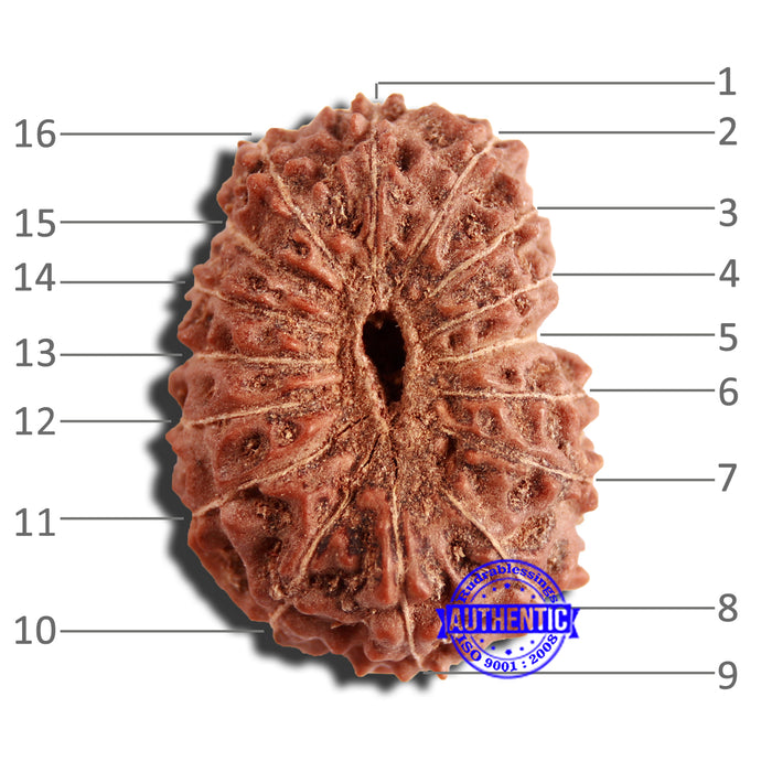 16 Mukhi Rudraksha from Indonesia - Bead No 271