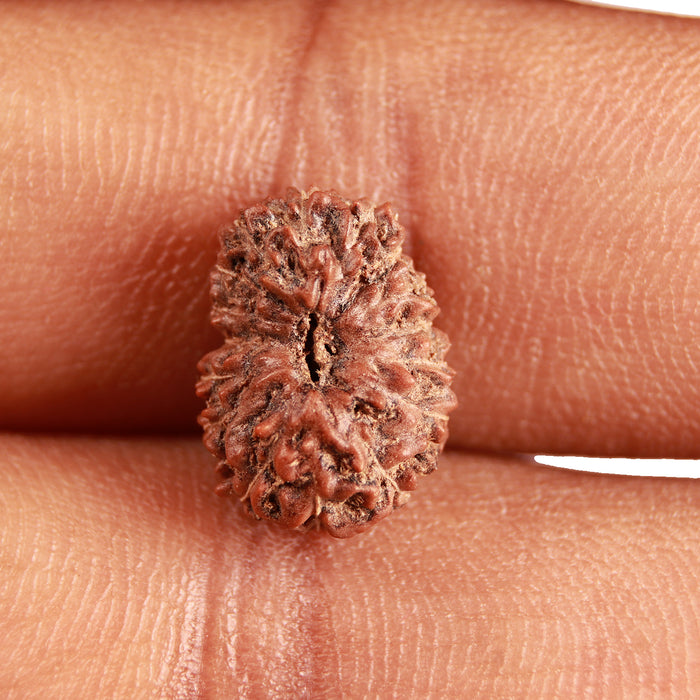 16 Mukhi Rudraksha from Indonesia - Bead No 271