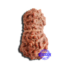 Load image into Gallery viewer, 16 Mukhi Rudraksha from Indonesia - Bead No 271
